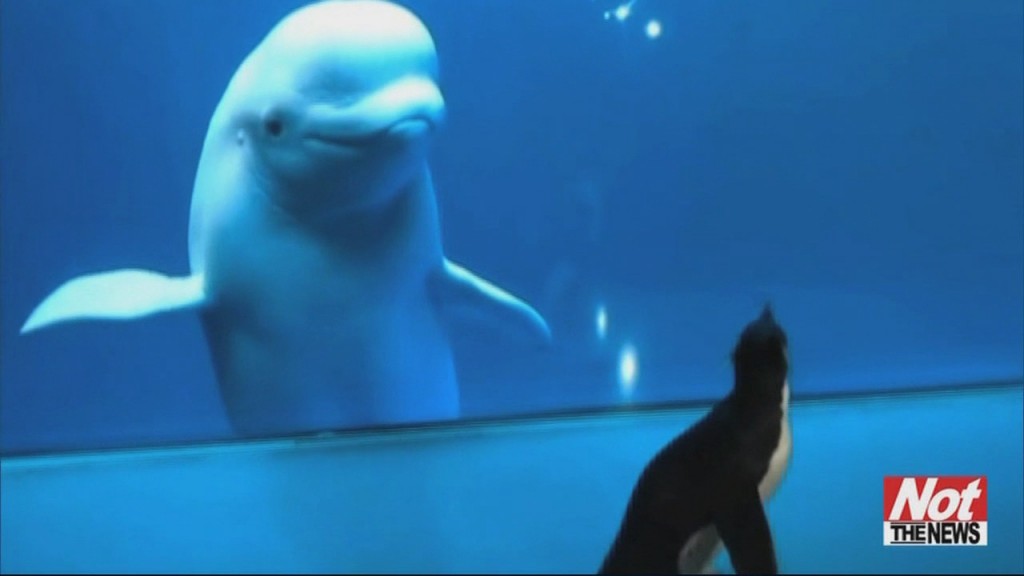 Penguin And Whales