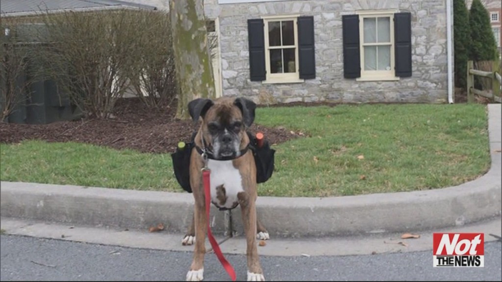 Delivery Dog
