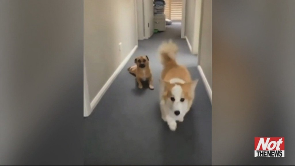 Corgi Crawl