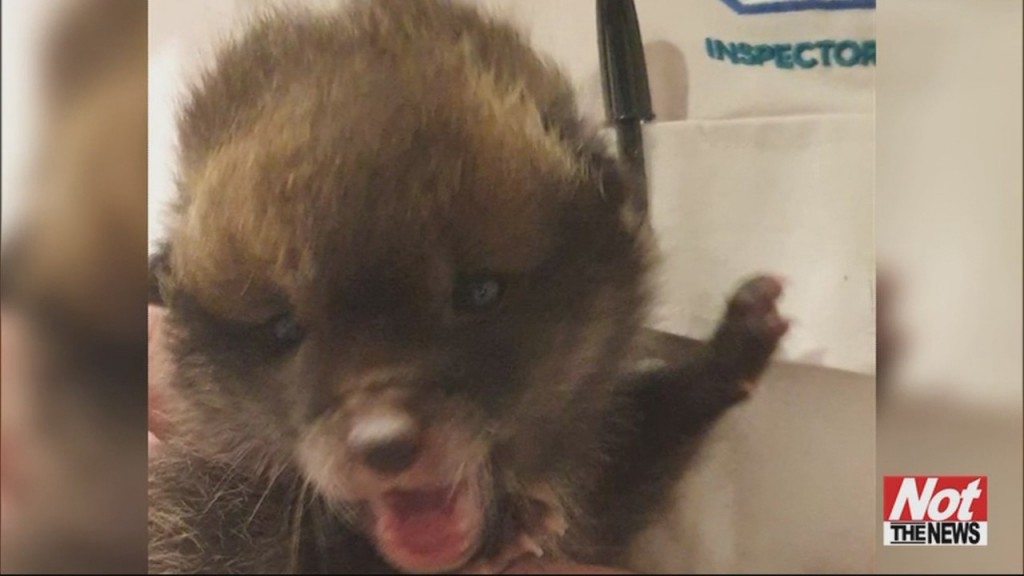 Foxy Pup