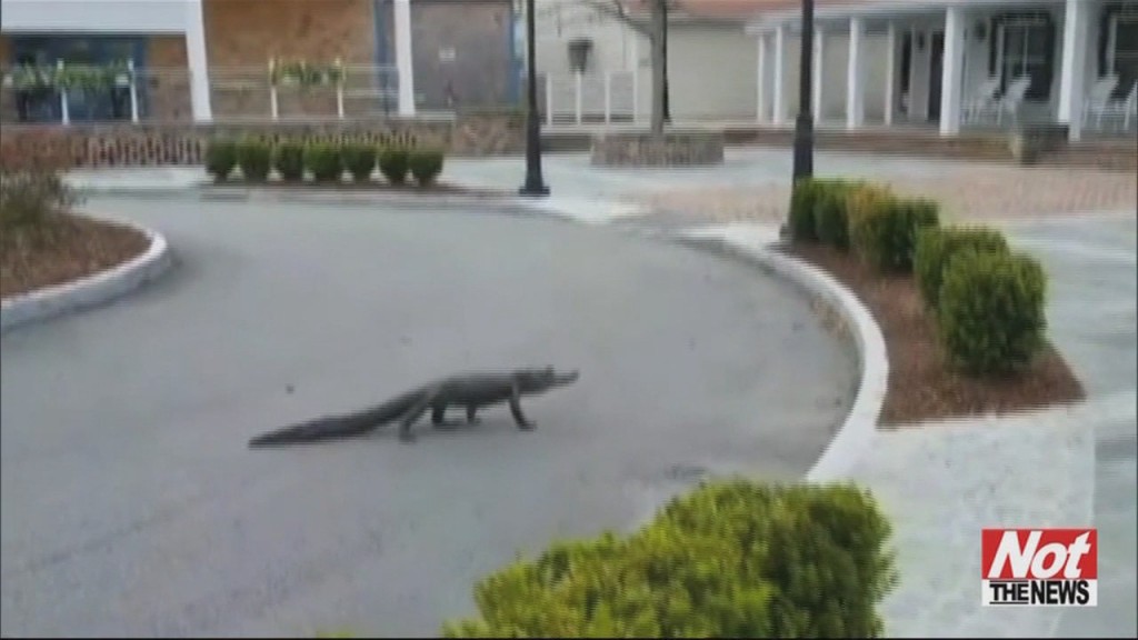 Gator Crossing