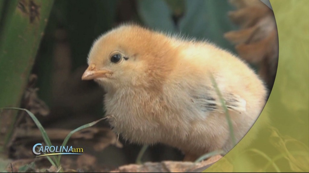 Baby Chicks