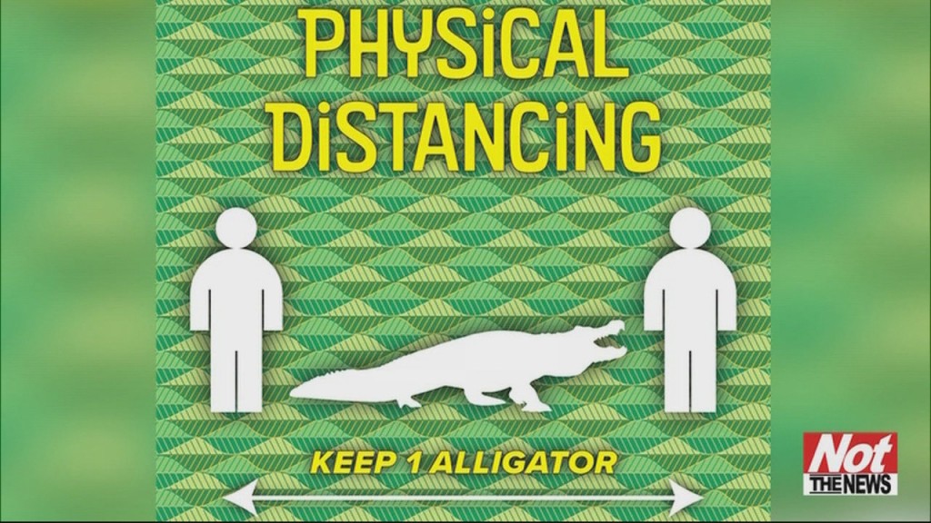 Gator