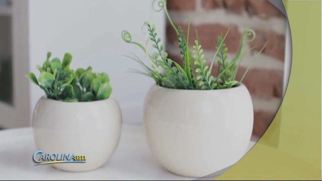 Plants