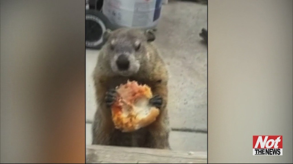 Groundhog
