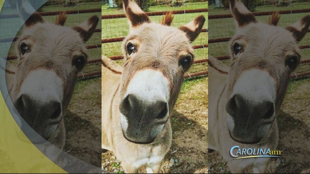 Donkey