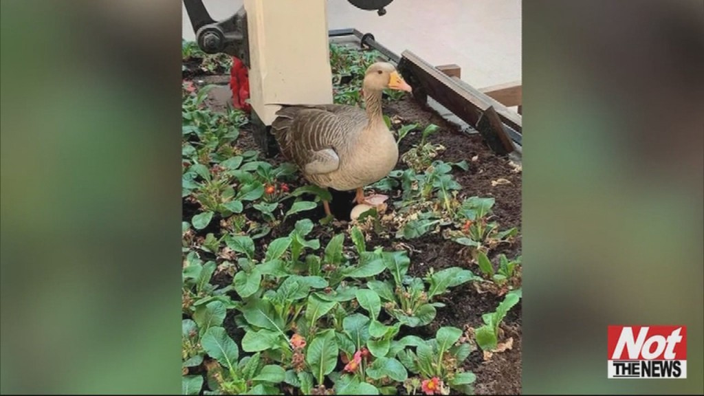 Wildlife Takeover