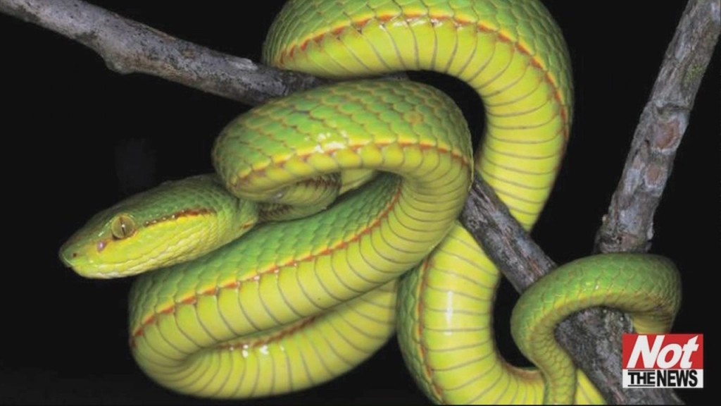 Slytherin