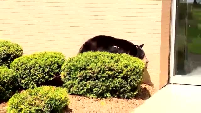 Nc: Covid: Bear Ignores Stay At Home Order