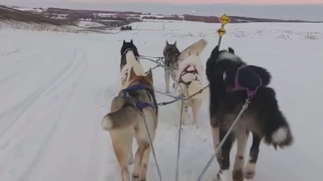 Me: Covid: Sled Dog Driver Delivers Goods
