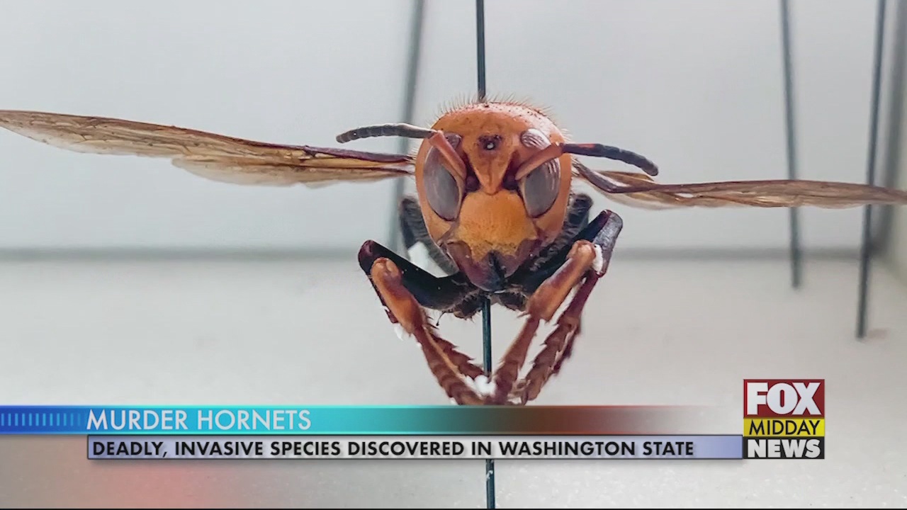 Deadly, Invasive "Murder Hornets" Reported In The U.S. - WFXB