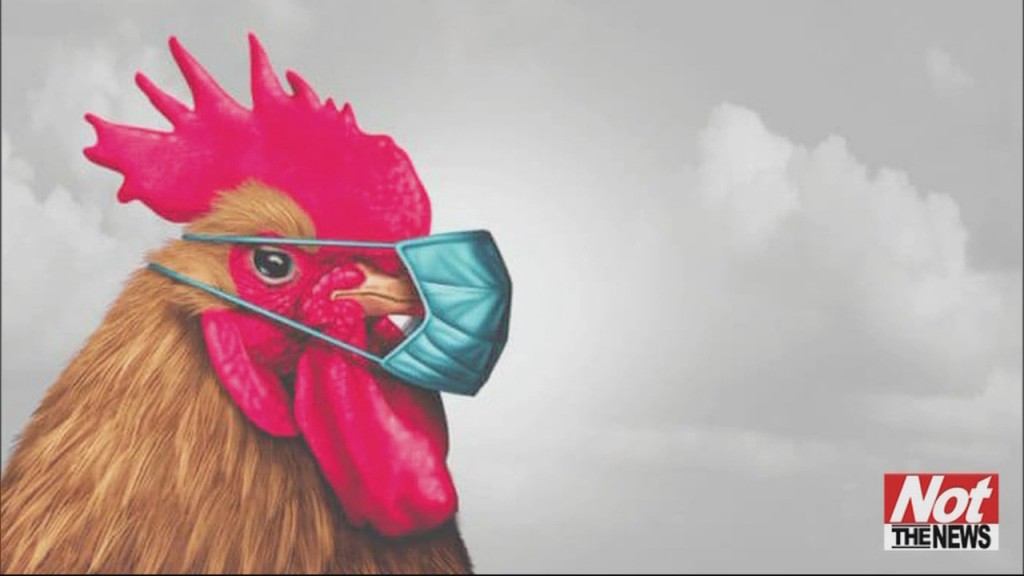 Aggressive Chicken
