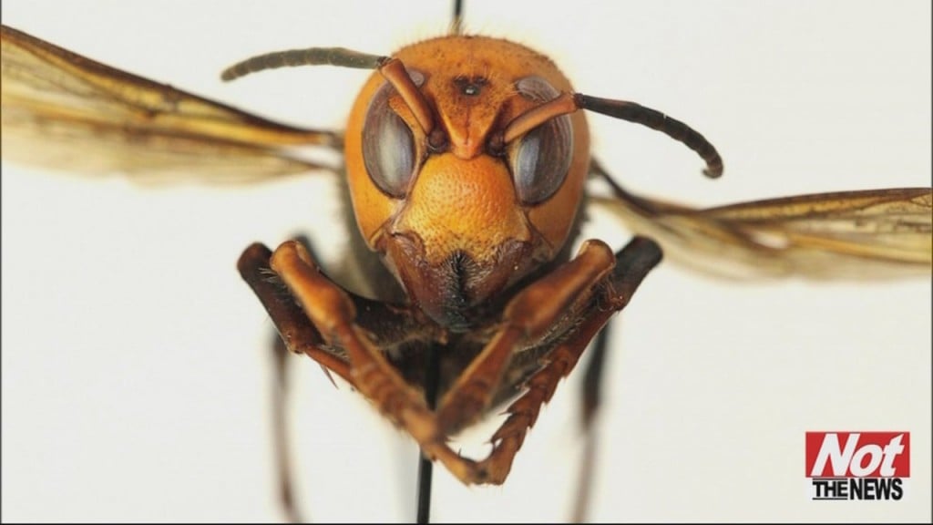 Murder Hornet