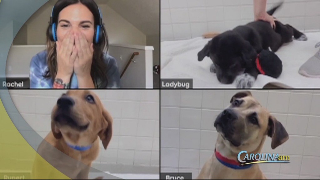 Dogs