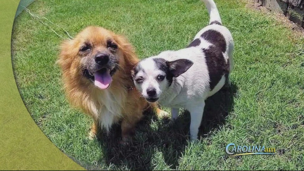 Lady And Tramp