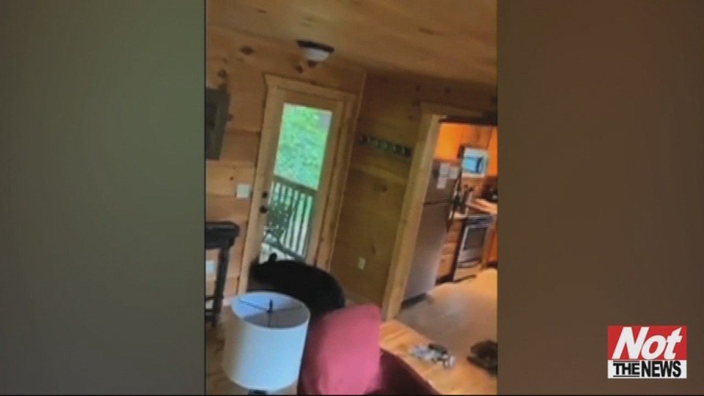 Burglarizing Bear