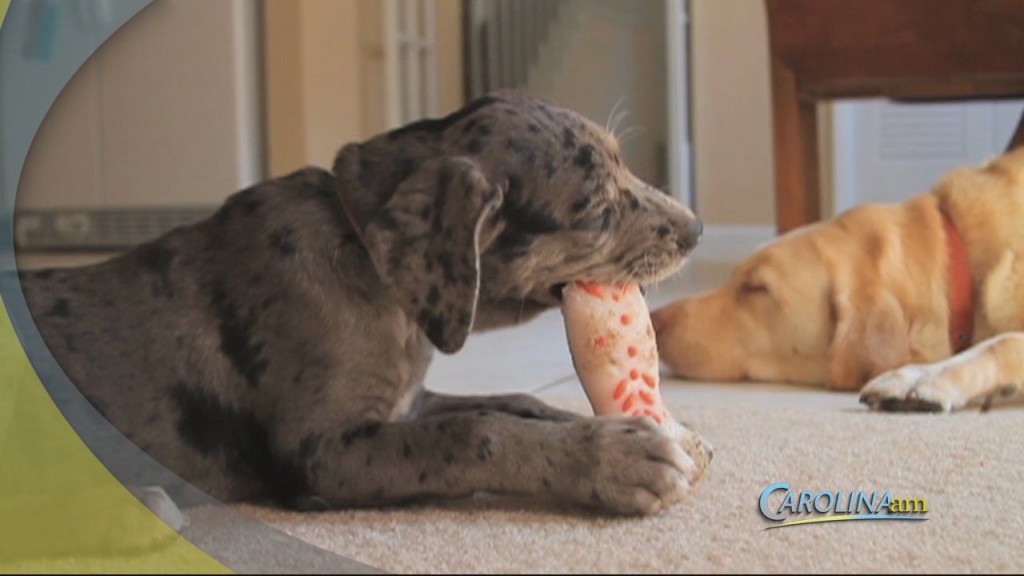 Dogs