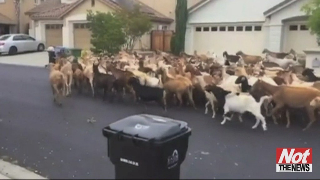Goats