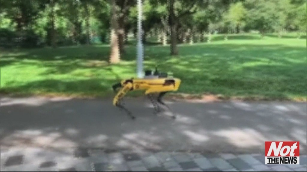 Robot Dog