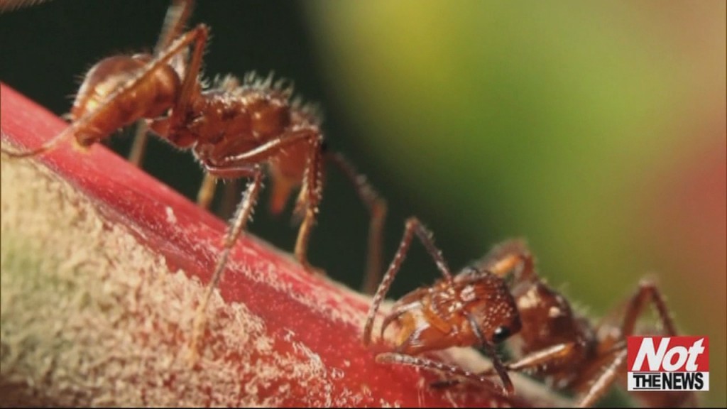 Ants
