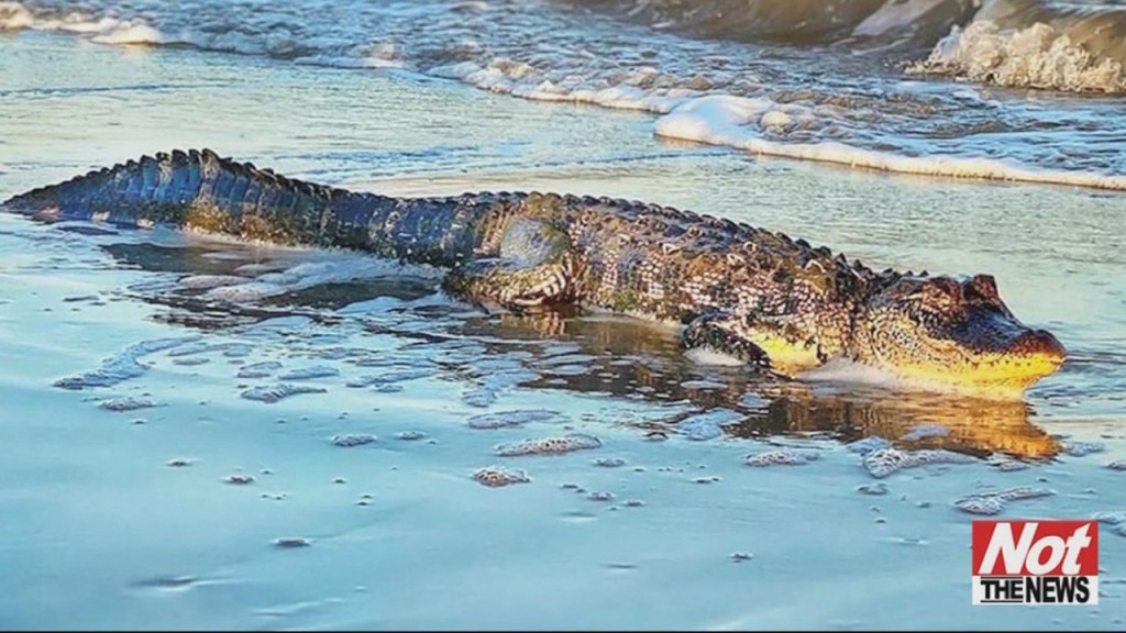Gator