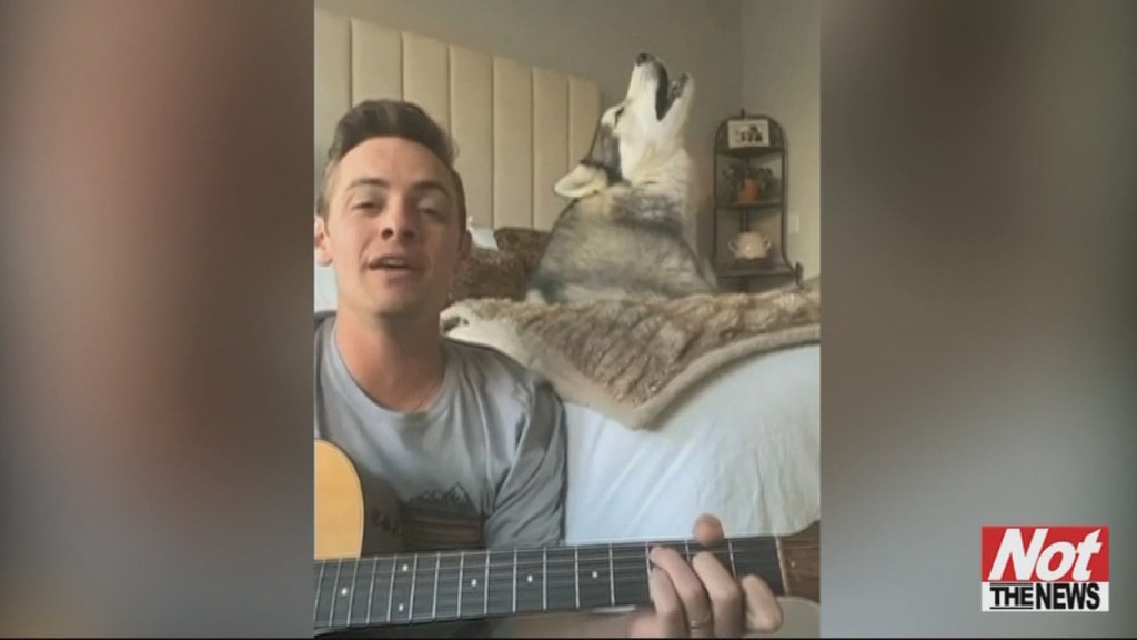 Dog Singing