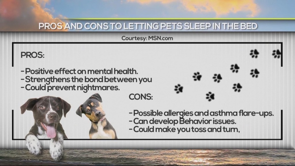 Dogs