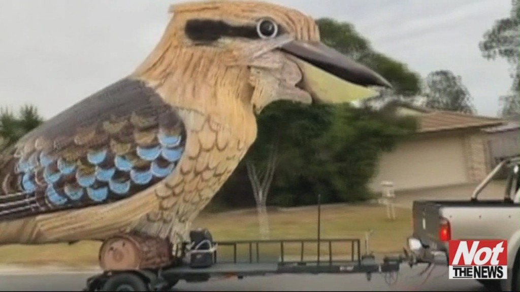 Kookaburra