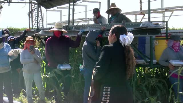 Ca: Covid: Mariachi Band Serenades Farm Workers