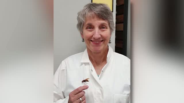 Ca: Professor Says Murder Hornets A 'non Issue'