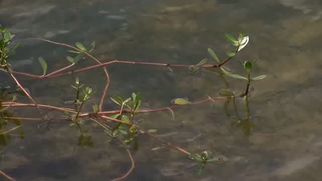 Sc: Boy Finds Stolen Safe In Lake, Solves Mystery