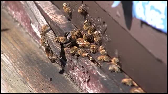 Ca: Beekeeper Reacts To Arrival Of Murder Hornets