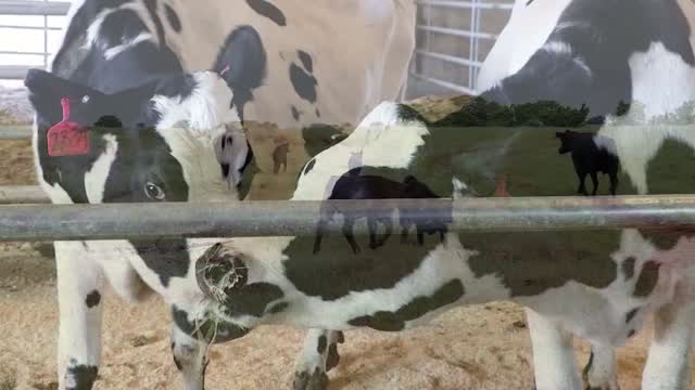Covid: Cows Used To Develop Antibody Treatment