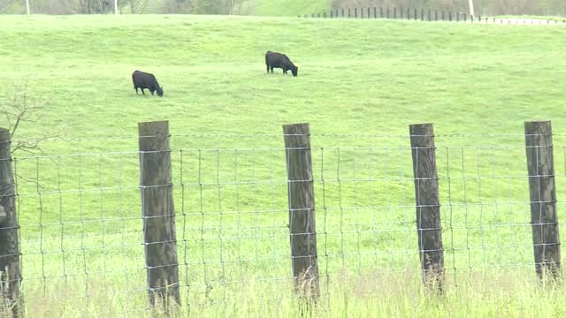 Ky: Deputies Looking For 50 Stolen Cows