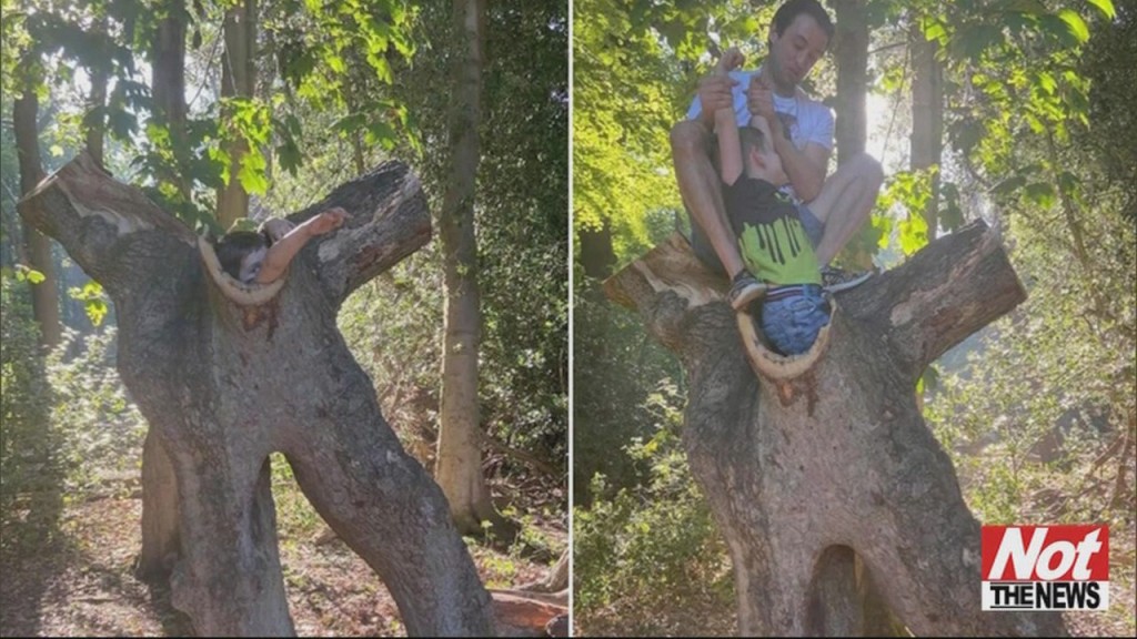 Stuck In Tree