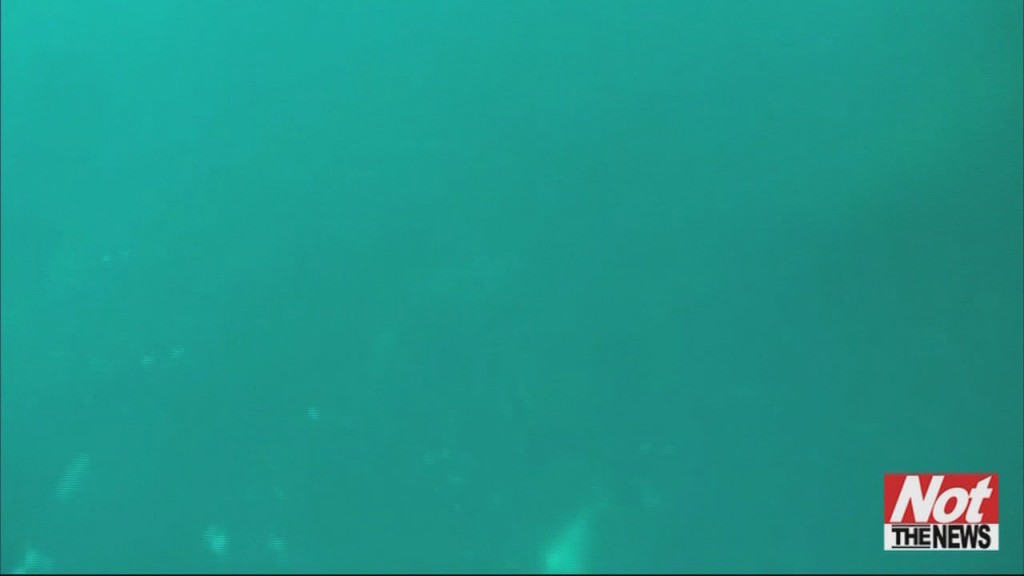 Shark Steals Flipper