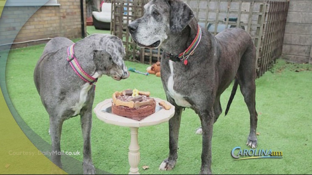 Tallest Dog