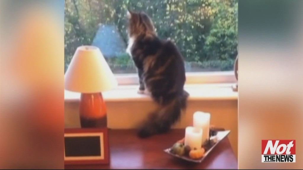 Cat Waves At Owner