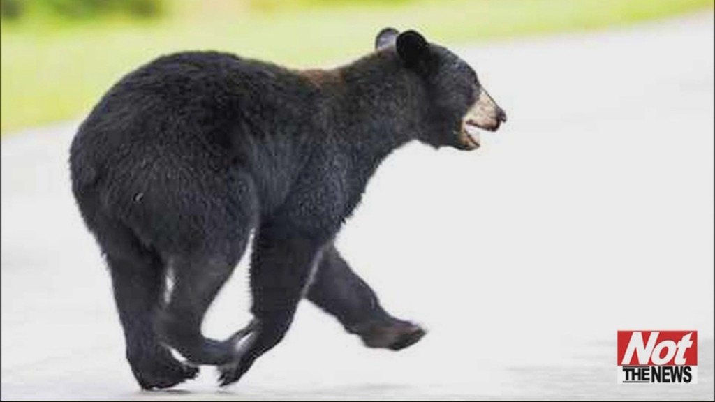 Donuts Lure Bear