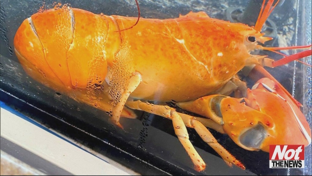Orange Lobster