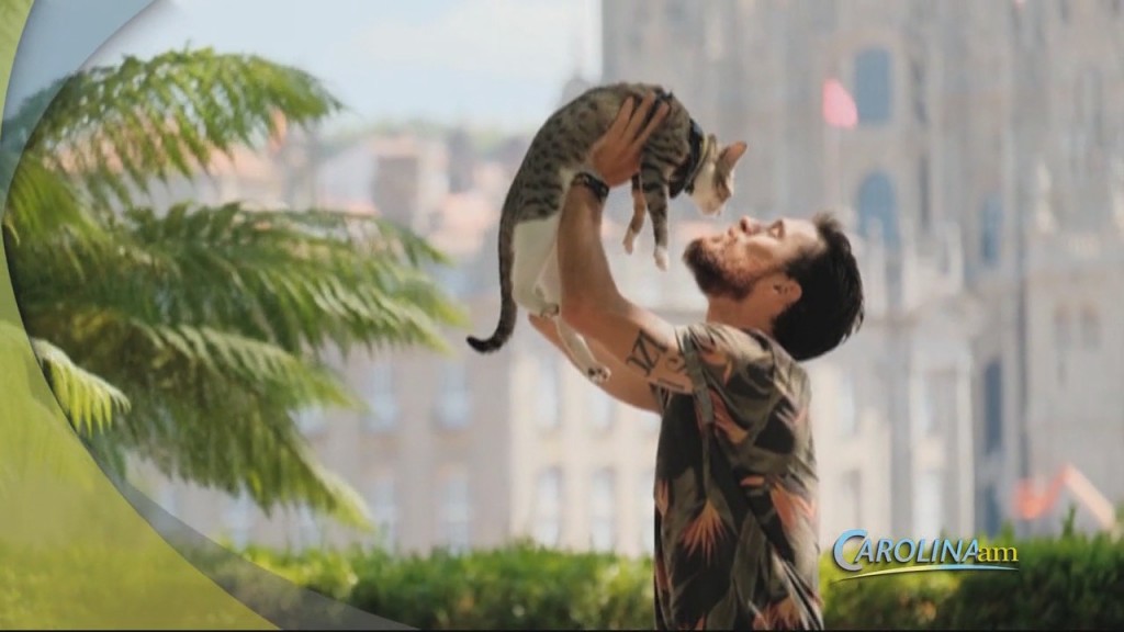 Men And Cats