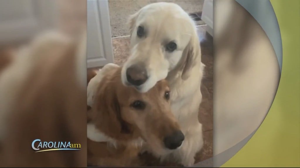 Cute Dogs