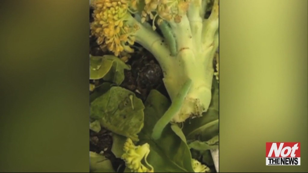 Caterpilars