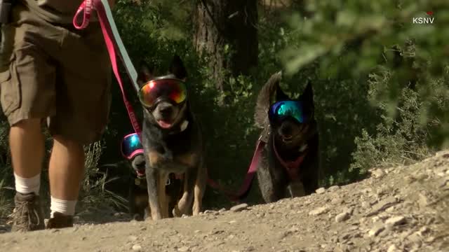 Talat Hiking Doggie Trio Tackles Tough Trails