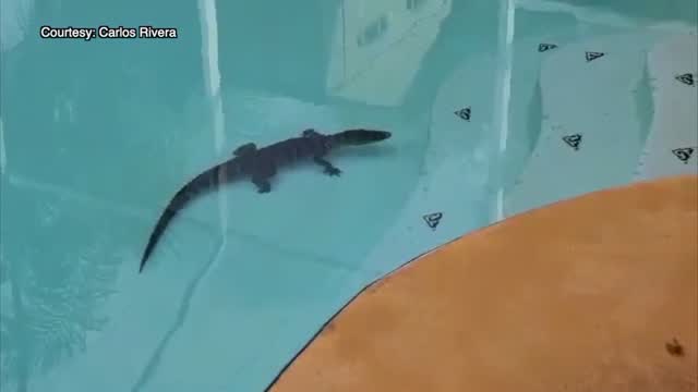 Fl: Family Finds Gator In Their Pool
