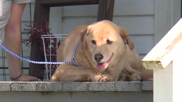 Dog Makes 57 Mile Journey To Old Home