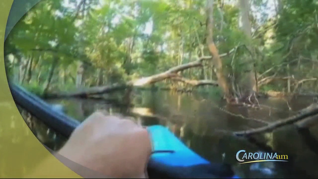 Waccamaw River Kayaker Has Close Encounter with Alligator WFXB