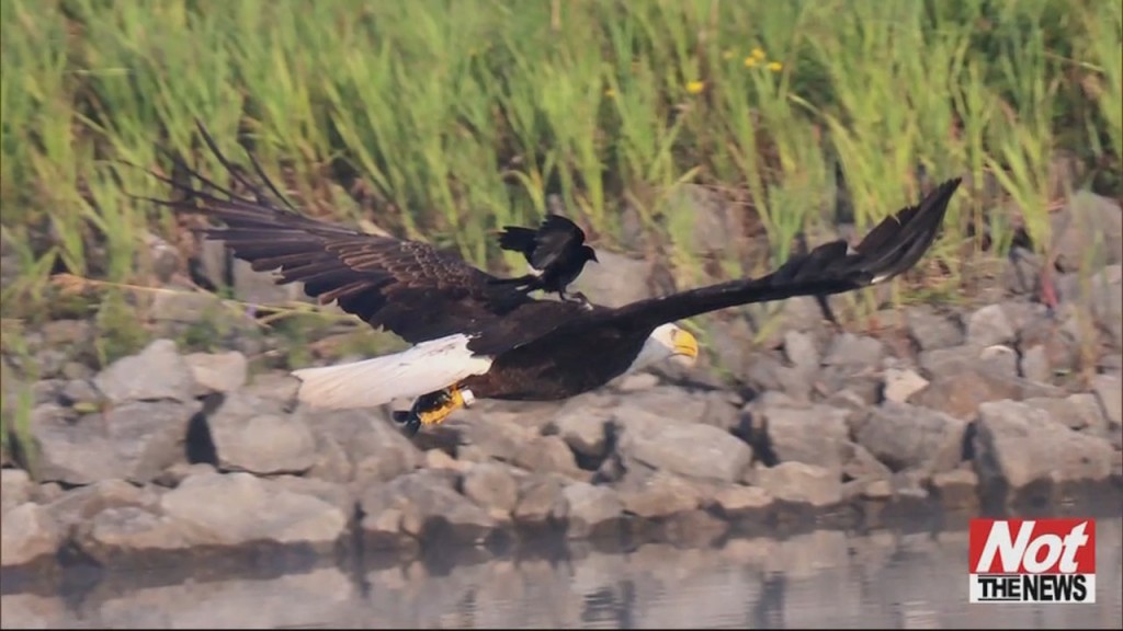 Bird Hitches Ride