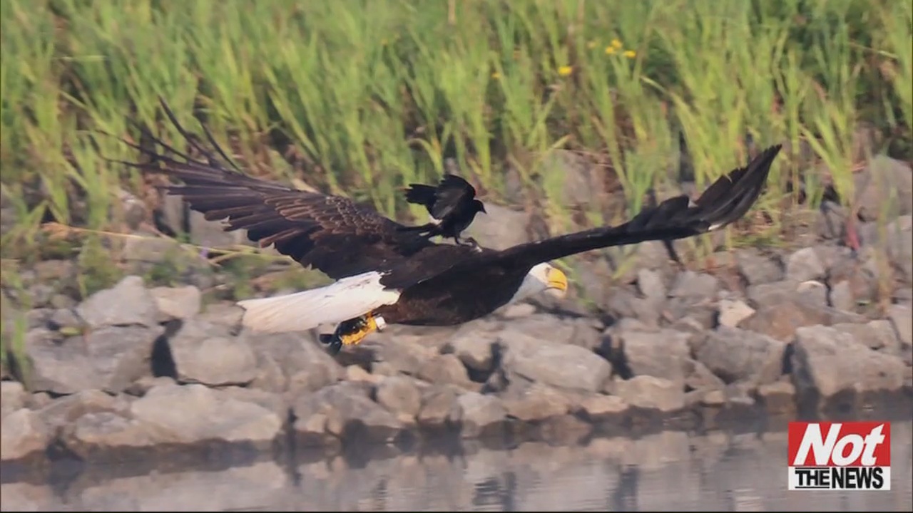 bird hitches ride WFXB