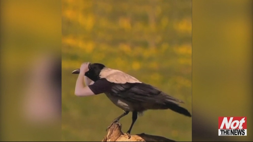 Birds With Arms